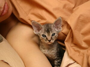 Dexter