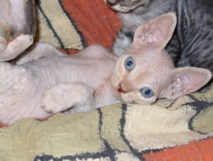 Kali
