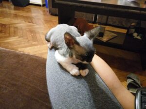 Shiro
