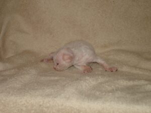 Teodor