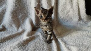 Amika