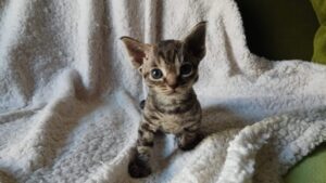 Amika