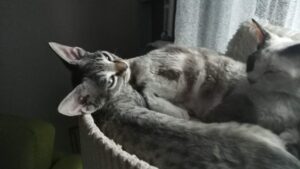 Amika